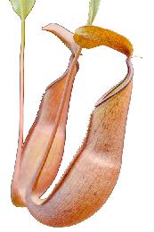 Nepenthes reinwardtiana red (Singkawang)